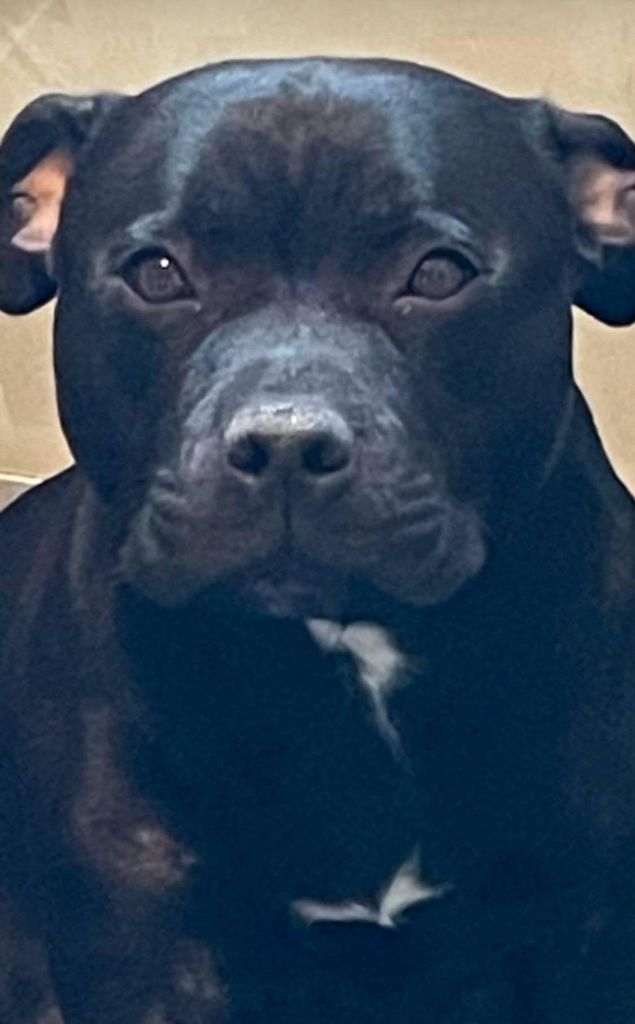 Terra orlana Des Plaines D'Alderaan