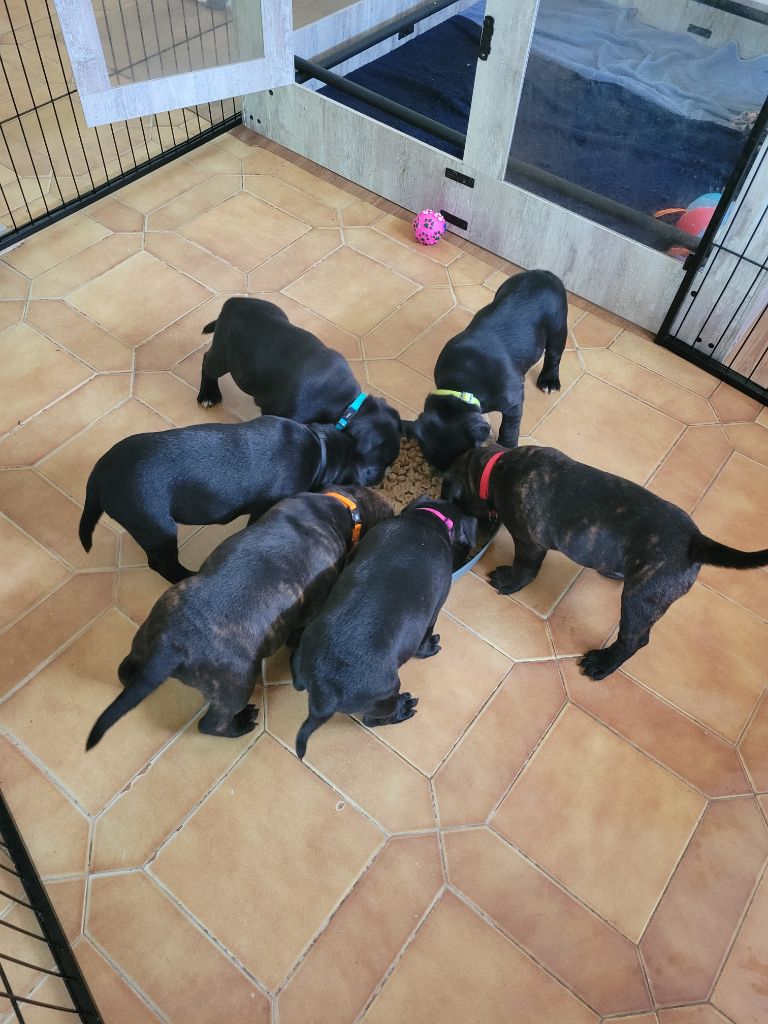 Des Plaines D'Alderaan - Staffordshire Bull Terrier - Portée née le 12/05/2025