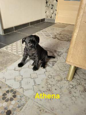 ATHENA ORGANA