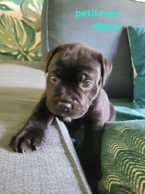 ALPHA SOLO
