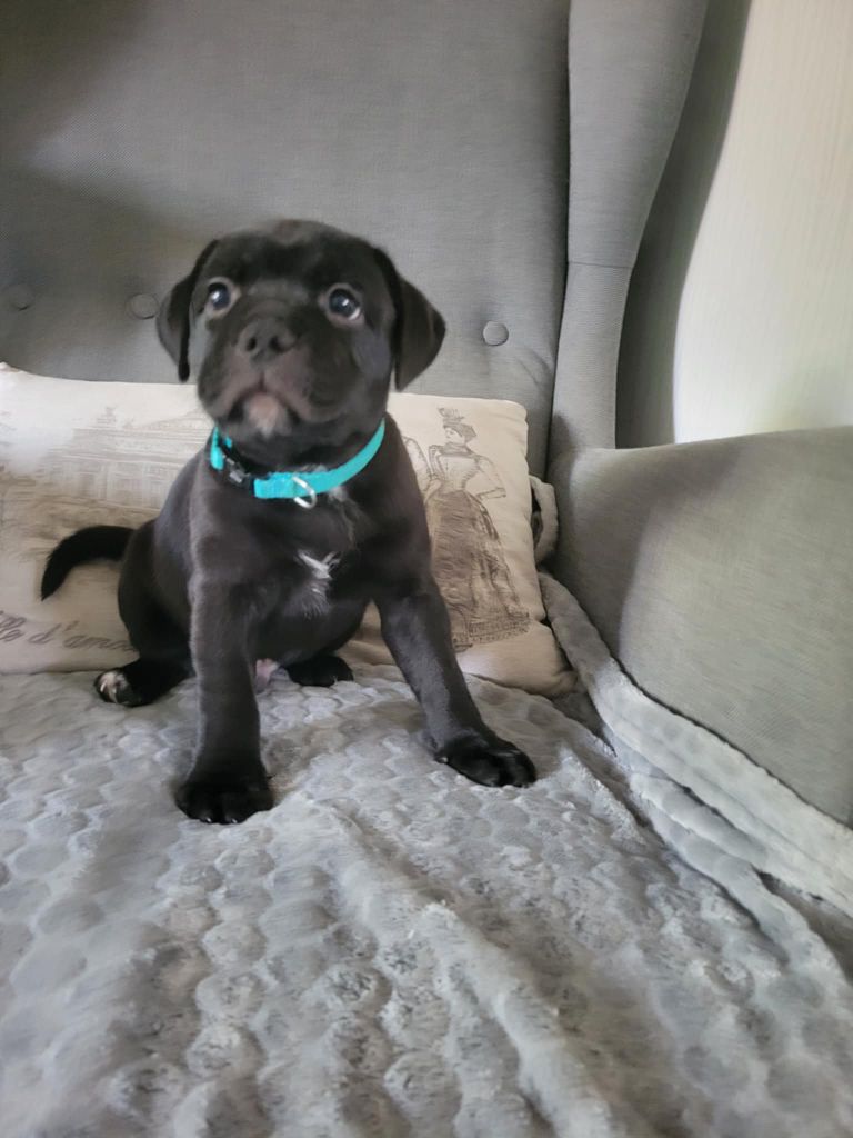 Des Plaines D'Alderaan - Chiots disponibles - Staffordshire Bull Terrier